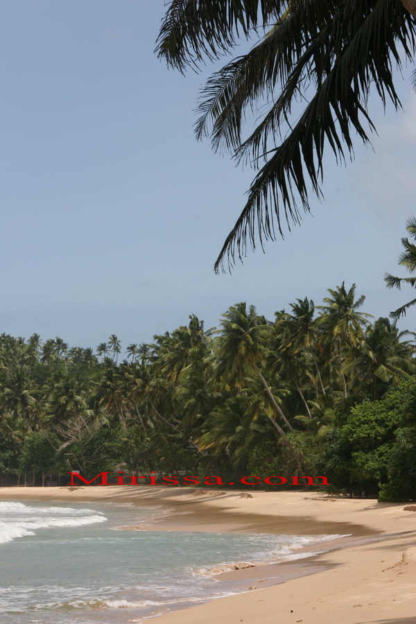 Tropical Beach in Sri Lanka, Mirissa